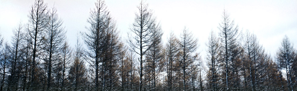 白雪山林