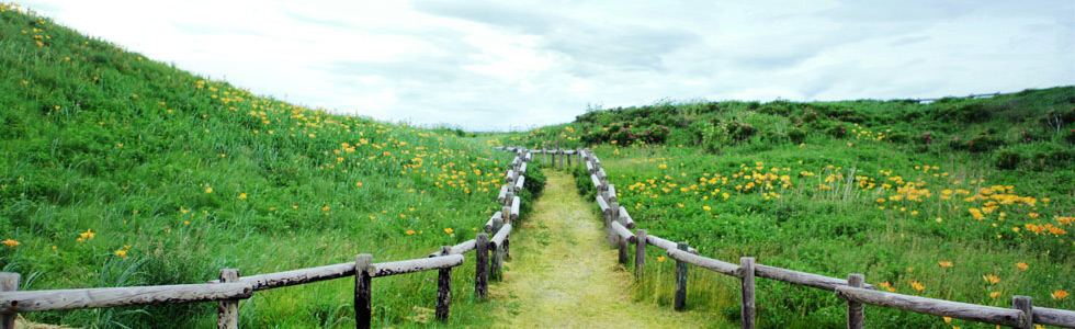 芳草小路