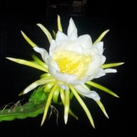 新溪懒汉