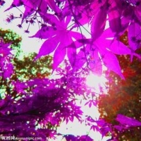 紫枫灬