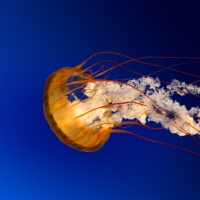 zhangjz001