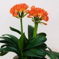 小青草
