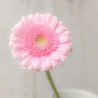 小小橙
