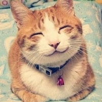 可爱小猫咪
