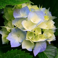 大洋芋
