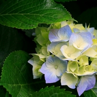单恋一枝花