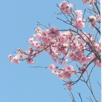 与铜子偕老