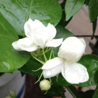 亚森