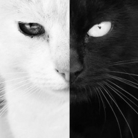 gobwcat