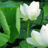 大墨水
